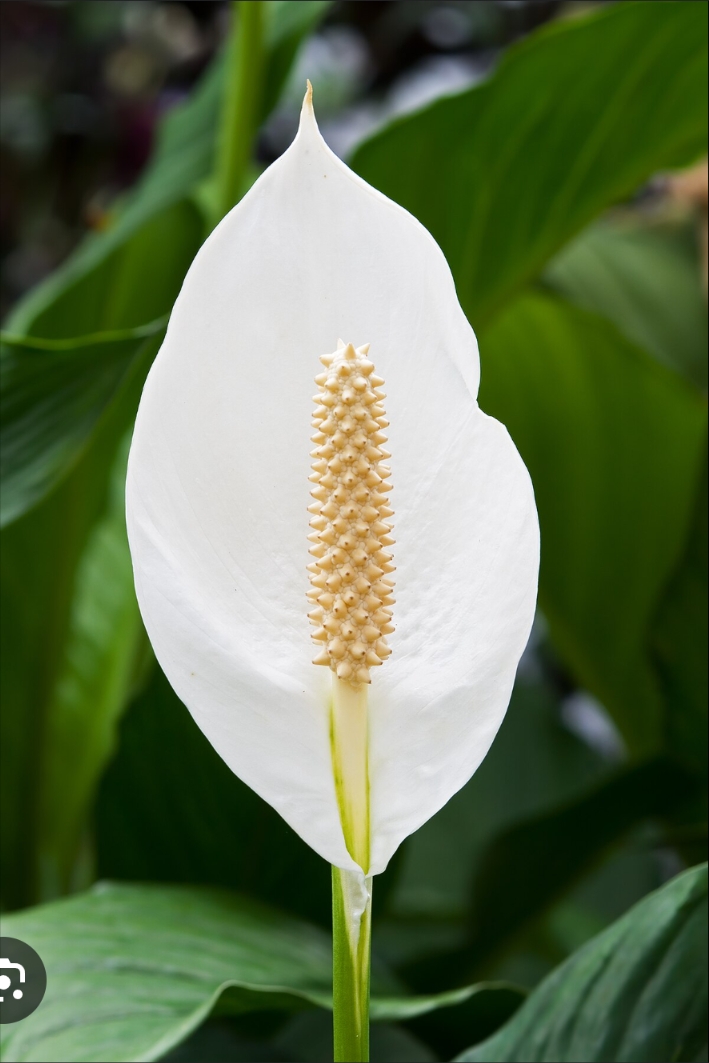 Flower of Peace