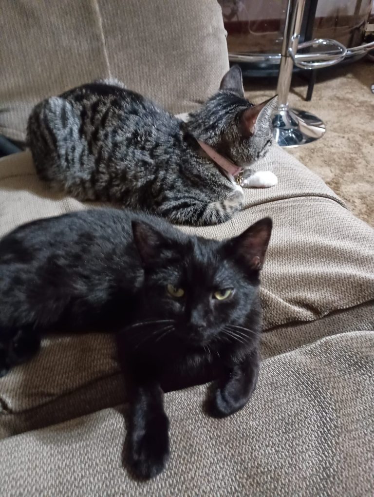 Classical Felines