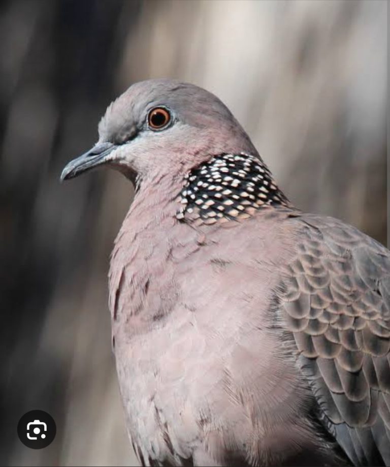 Doves