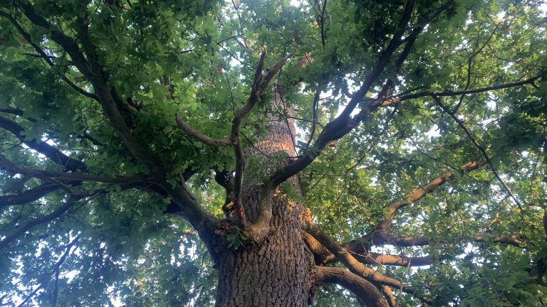 Infinity or something like that