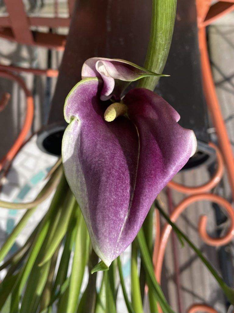 Sahara/Oasis w/Adelphina