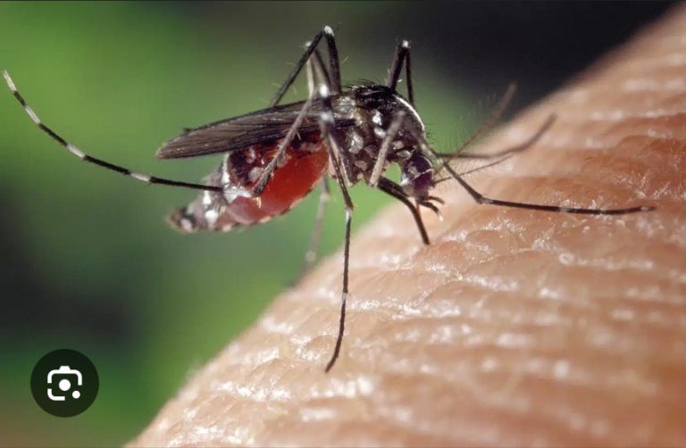 Mosquitoes