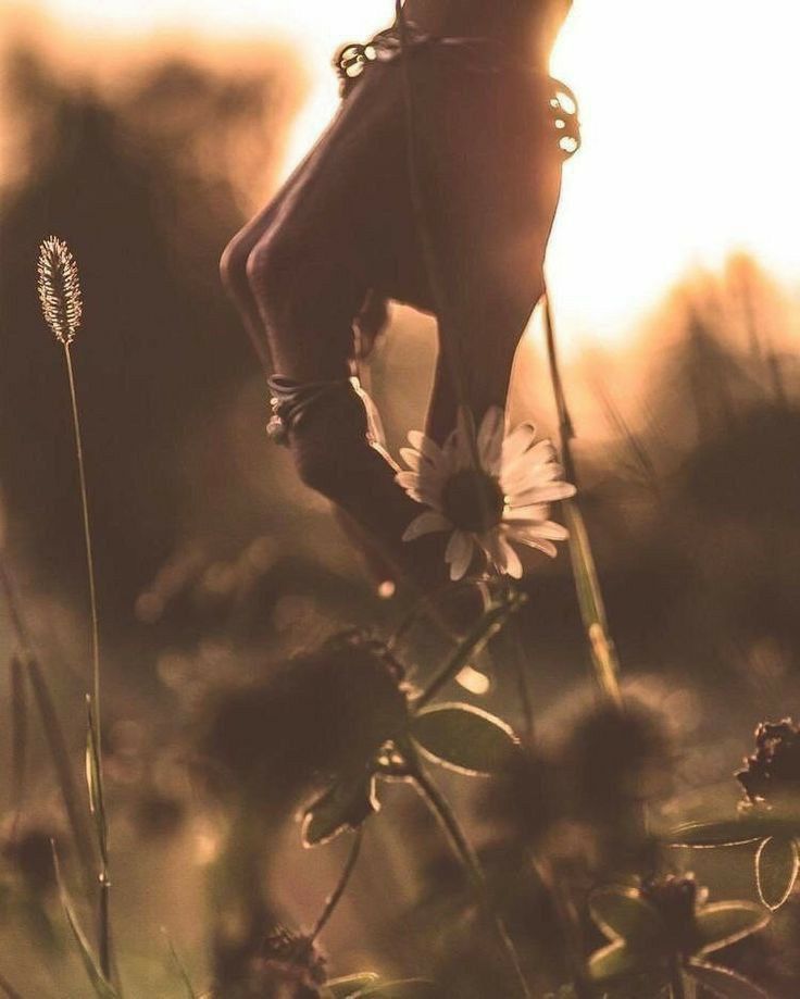 A hand holding a white daisy in a sunlit field at sunset, with a warm golden glow.
