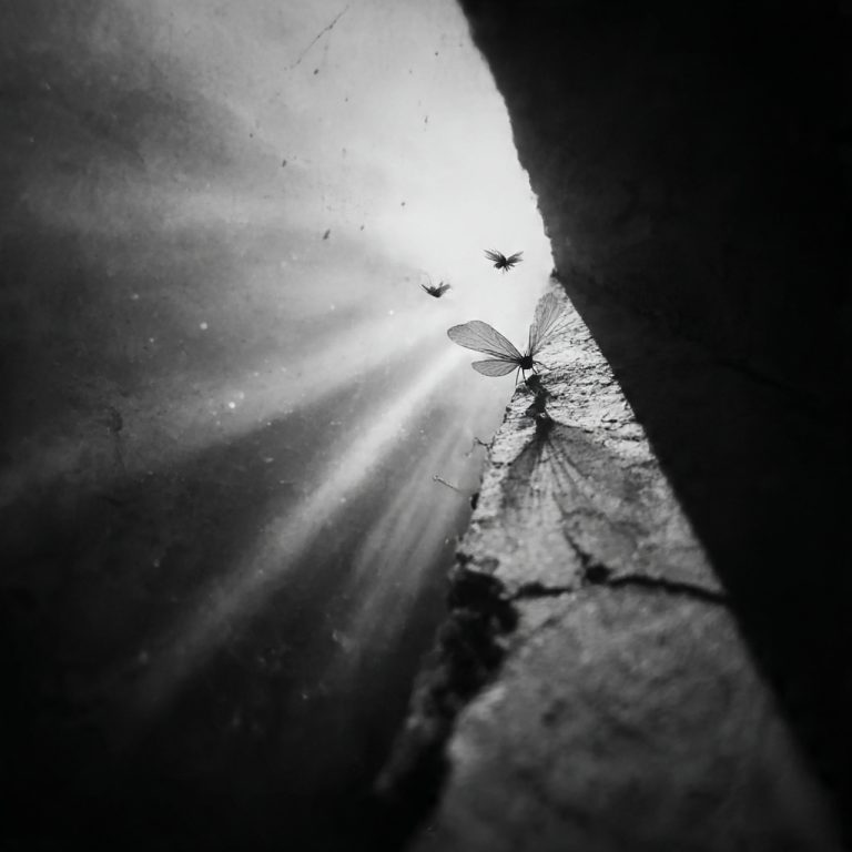Folded wings of You